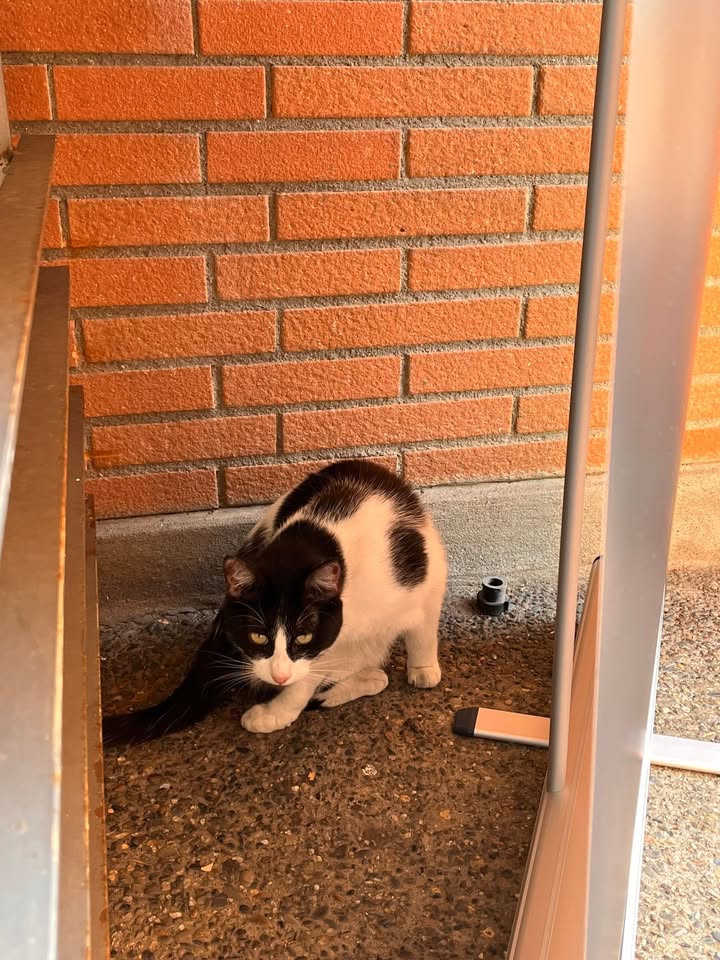 Le petit chat qui nous a rendu visite